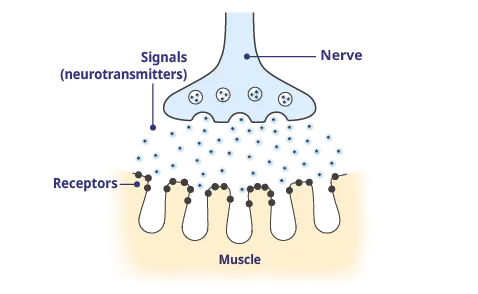 Normal Function