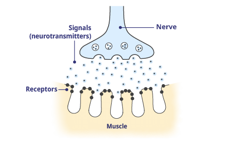 Signals are sent from nerves and received by muscles as part of normal muscle function and movement.