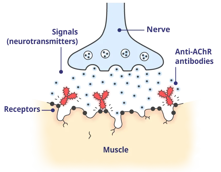 Disruption of signaling.